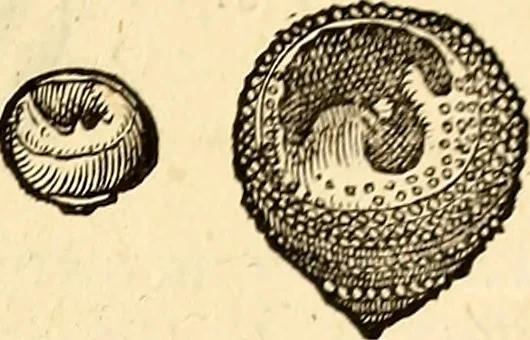 An illustration from Icones animalium quadrupedum uiuiparorum et ouiparorum : quae in Historiae animalium Conradi Gesneri libro I. et II. describuntur, cum nomenclaturis singulorum latinis, graecis, italicis, gallicis, et germanicis plerunque, et aliarum quoque linguarum, certis ordinibus digestae, 1560, leaf 574