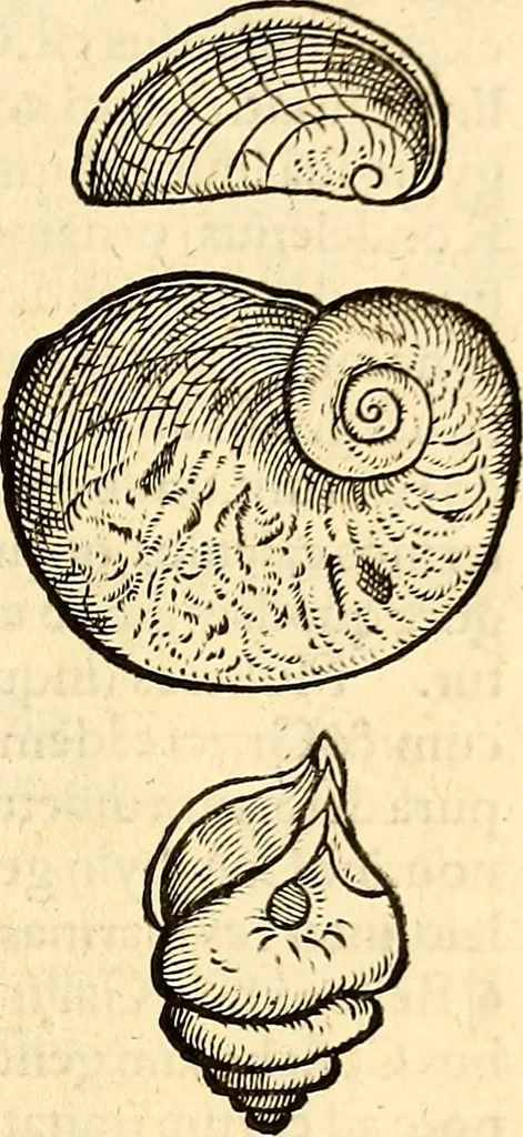 An illustration from Icones animalium quadrupedum uiuiparorum et ouiparorum : quae in Historiae animalium Conradi Gesneri libro I. et II. describuntur, cum nomenclaturis singulorum latinis, graecis, italicis, gallicis, et germanicis plerunque, et aliarum quoque linguarum, certis ordinibus digestae, 1560, leaf 574