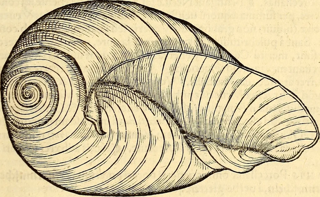 An illustration from Icones animalium quadrupedum uiuiparorum et ouiparorum : quae in Historiae animalium Conradi Gesneri libro I. et II. describuntur, cum nomenclaturis singulorum latinis, graecis, italicis, gallicis, et germanicis plerunque, et aliarum quoque linguarum, certis ordinibus digestae, 1560, leaf 574