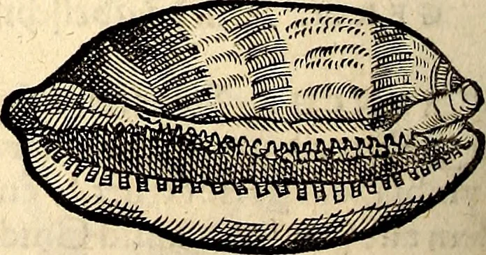 An illustration from Icones animalium quadrupedum uiuiparorum et ouiparorum : quae in Historiae animalium Conradi Gesneri libro I. et II. describuntur, cum nomenclaturis singulorum latinis, graecis, italicis, gallicis, et germanicis plerunque, et aliarum quoque linguarum, certis ordinibus digestae, 1560, leaf 575
