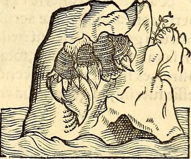An illustration from Icones animalium quadrupedum uiuiparorum et ouiparorum : quae in Historiae animalium Conradi Gesneri libro I. et II. describuntur, cum nomenclaturis singulorum latinis, graecis, italicis, gallicis, et germanicis plerunque, et aliarum quoque linguarum, certis ordinibus digestae, 1560, leaf 576