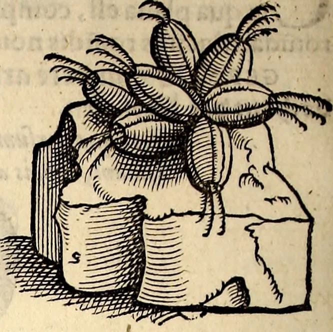 An illustration from Icones animalium quadrupedum uiuiparorum et ouiparorum : quae in Historiae animalium Conradi Gesneri libro I. et II. describuntur, cum nomenclaturis singulorum latinis, graecis, italicis, gallicis, et germanicis plerunque, et aliarum quoque linguarum, certis ordinibus digestae, 1560, leaf 577
