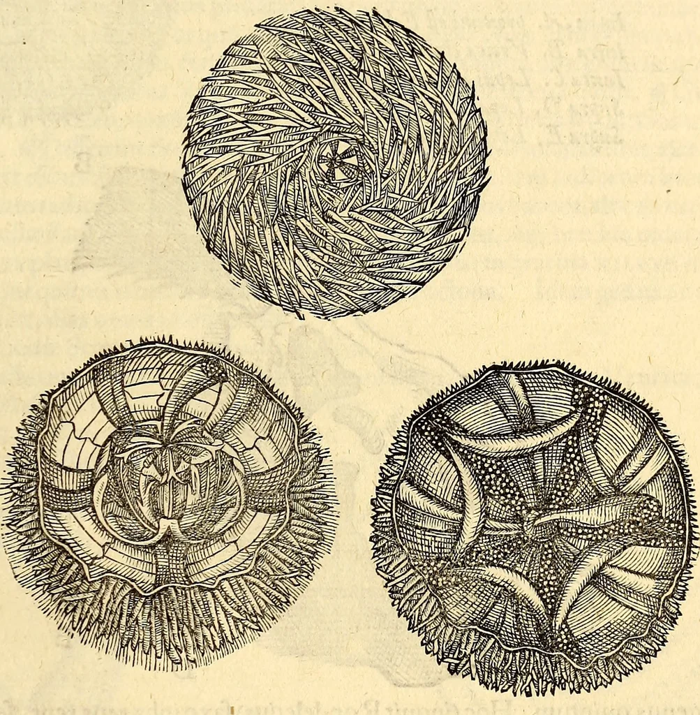 An illustration from Icones animalium quadrupedum uiuiparorum et ouiparorum : quae in Historiae animalium Conradi Gesneri libro I. et II. describuntur, cum nomenclaturis singulorum latinis, graecis, italicis, gallicis, et germanicis plerunque, et aliarum quoque linguarum, certis ordinibus digestae, 1560, leaf 578