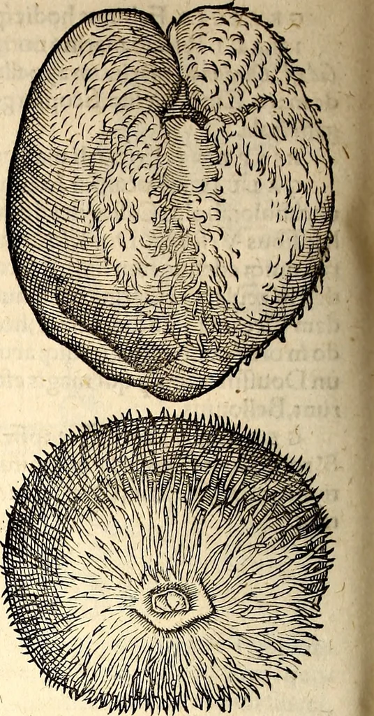 An illustration from Icones animalium quadrupedum uiuiparorum et ouiparorum : quae in Historiae animalium Conradi Gesneri libro I. et II. describuntur, cum nomenclaturis singulorum latinis, graecis, italicis, gallicis, et germanicis plerunque, et aliarum quoque linguarum, certis ordinibus digestae, 1560, leaf 579