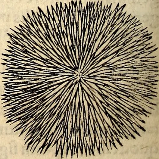 An illustration from Icones animalium quadrupedum uiuiparorum et ouiparorum : quae in Historiae animalium Conradi Gesneri libro I. et II. describuntur, cum nomenclaturis singulorum latinis, graecis, italicis, gallicis, et germanicis plerunque, et aliarum quoque linguarum, certis ordinibus digestae, 1560, leaf 579