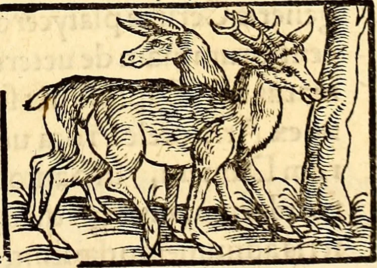 An illustration from Icones animalium quadrupedum uiuiparorum et ouiparorum : quae in Historiae animalium Conradi Gesneri libro I. et II. describuntur, cum nomenclaturis singulorum latinis, graecis, italicis, gallicis, et germanicis plerunque, et aliarum quoque linguarum, certis ordinibus digestae, 1560, leaf 58