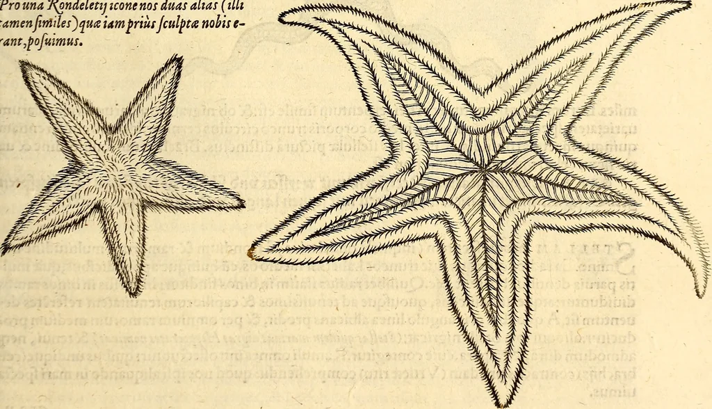 An illustration from Icones animalium quadrupedum uiuiparorum et ouiparorum : quae in Historiae animalium Conradi Gesneri libro I. et II. describuntur, cum nomenclaturis singulorum latinis, graecis, italicis, gallicis, et germanicis plerunque, et aliarum quoque linguarum, certis ordinibus digestae, 1560, leaf 580