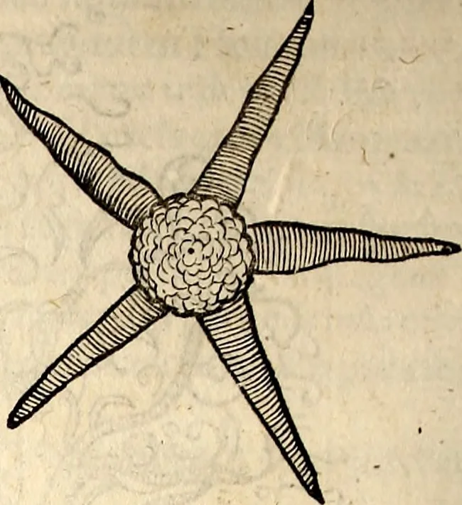 An illustration from Icones animalium quadrupedum uiuiparorum et ouiparorum : quae in Historiae animalium Conradi Gesneri libro I. et II. describuntur, cum nomenclaturis singulorum latinis, graecis, italicis, gallicis, et germanicis plerunque, et aliarum quoque linguarum, certis ordinibus digestae, 1560, leaf 583