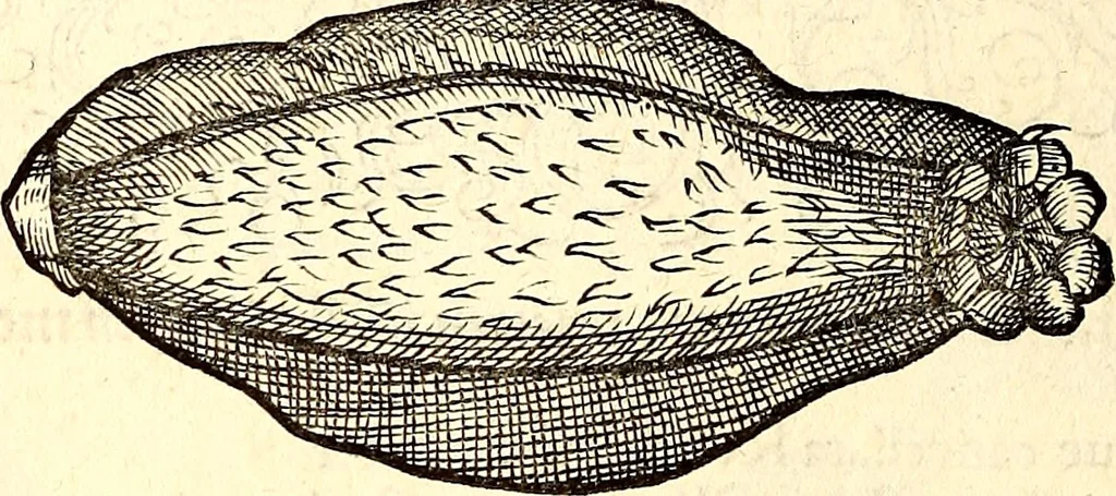 An illustration from Icones animalium quadrupedum uiuiparorum et ouiparorum : quae in Historiae animalium Conradi Gesneri libro I. et II. describuntur, cum nomenclaturis singulorum latinis, graecis, italicis, gallicis, et germanicis plerunque, et aliarum quoque linguarum, certis ordinibus digestae, 1560, leaf 583