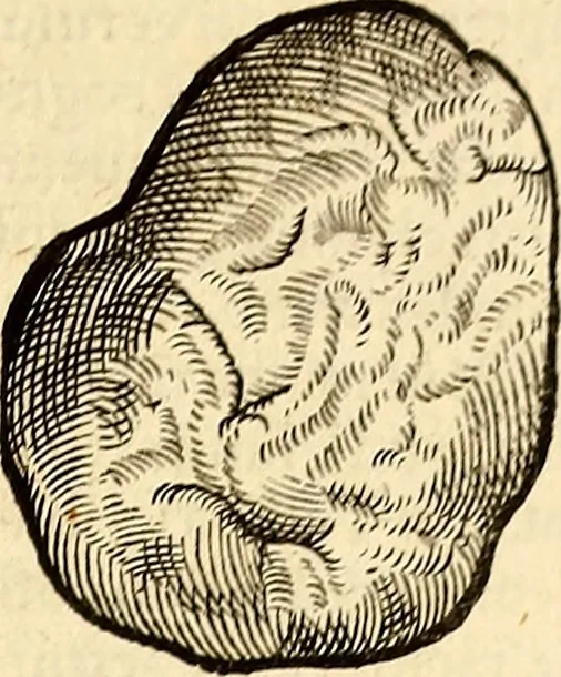 An illustration from Icones animalium quadrupedum uiuiparorum et ouiparorum : quae in Historiae animalium Conradi Gesneri libro I. et II. describuntur, cum nomenclaturis singulorum latinis, graecis, italicis, gallicis, et germanicis plerunque, et aliarum quoque linguarum, certis ordinibus digestae, 1560, leaf 584