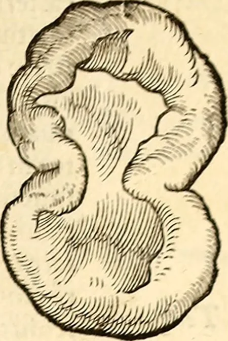 An illustration from Icones animalium quadrupedum uiuiparorum et ouiparorum : quae in Historiae animalium Conradi Gesneri libro I. et II. describuntur, cum nomenclaturis singulorum latinis, graecis, italicis, gallicis, et germanicis plerunque, et aliarum quoque linguarum, certis ordinibus digestae, 1560, leaf 584