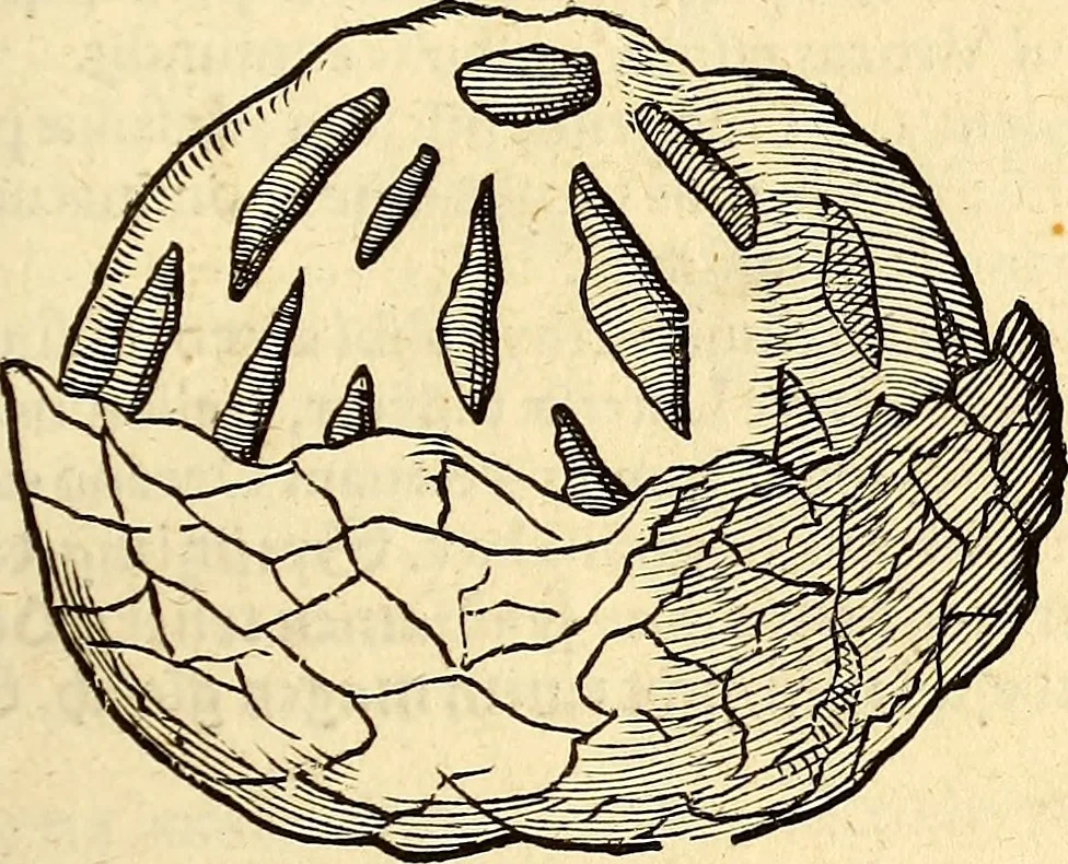 An illustration from Icones animalium quadrupedum uiuiparorum et ouiparorum : quae in Historiae animalium Conradi Gesneri libro I. et II. describuntur, cum nomenclaturis singulorum latinis, graecis, italicis, gallicis, et germanicis plerunque, et aliarum quoque linguarum, certis ordinibus digestae, 1560, leaf 584