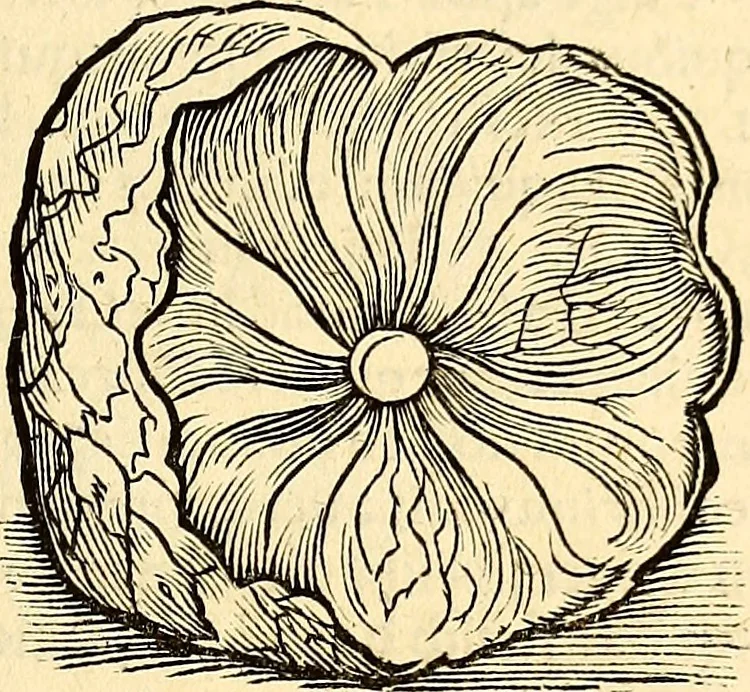 An illustration from Icones animalium quadrupedum uiuiparorum et ouiparorum : quae in Historiae animalium Conradi Gesneri libro I. et II. describuntur, cum nomenclaturis singulorum latinis, graecis, italicis, gallicis, et germanicis plerunque, et aliarum quoque linguarum, certis ordinibus digestae, 1560, leaf 584