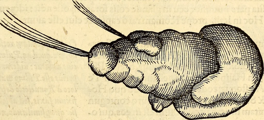 An illustration from Icones animalium quadrupedum uiuiparorum et ouiparorum : quae in Historiae animalium Conradi Gesneri libro I. et II. describuntur, cum nomenclaturis singulorum latinis, graecis, italicis, gallicis, et germanicis plerunque, et aliarum quoque linguarum, certis ordinibus digestae, 1560, leaf 586
