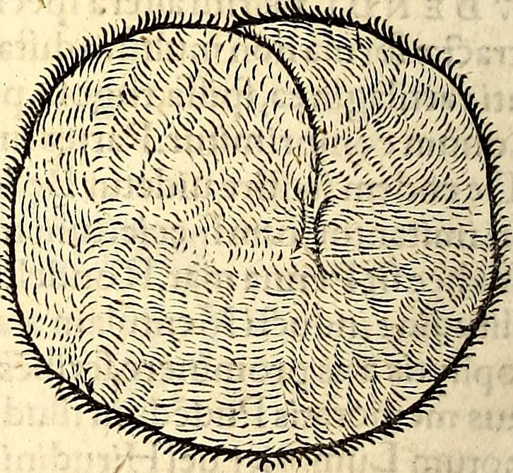 An illustration from Icones animalium quadrupedum uiuiparorum et ouiparorum : quae in Historiae animalium Conradi Gesneri libro I. et II. describuntur, cum nomenclaturis singulorum latinis, graecis, italicis, gallicis, et germanicis plerunque, et aliarum quoque linguarum, certis ordinibus digestae, 1560, leaf 587