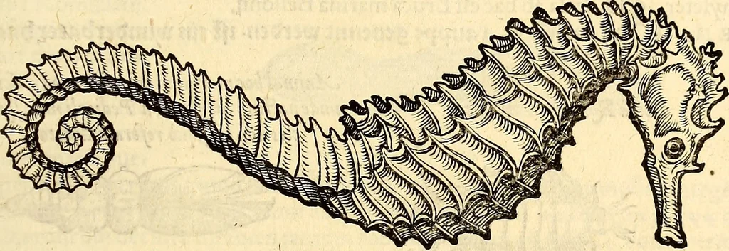 An illustration from Icones animalium quadrupedum uiuiparorum et ouiparorum : quae in Historiae animalium Conradi Gesneri libro I. et II. describuntur, cum nomenclaturis singulorum latinis, graecis, italicis, gallicis, et germanicis plerunque, et aliarum quoque linguarum, certis ordinibus digestae, 1560, leaf 588