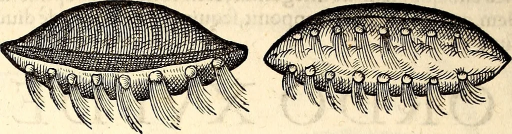 An illustration from Icones animalium quadrupedum uiuiparorum et ouiparorum : quae in Historiae animalium Conradi Gesneri libro I. et II. describuntur, cum nomenclaturis singulorum latinis, graecis, italicis, gallicis, et germanicis plerunque, et aliarum quoque linguarum, certis ordinibus digestae, 1560, leaf 589