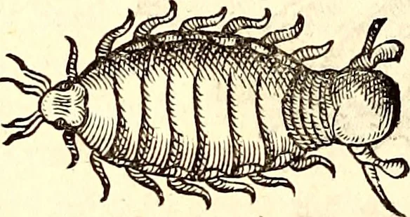 An illustration from Icones animalium quadrupedum uiuiparorum et ouiparorum : quae in Historiae animalium Conradi Gesneri libro I. et II. describuntur, cum nomenclaturis singulorum latinis, graecis, italicis, gallicis, et germanicis plerunque, et aliarum quoque linguarum, certis ordinibus digestae, 1560, leaf 589