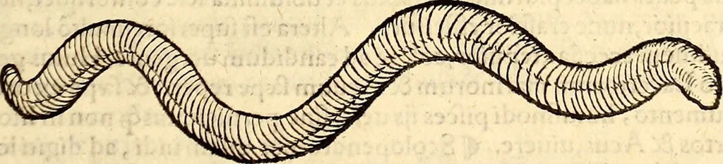 An illustration from Icones animalium quadrupedum uiuiparorum et ouiparorum : quae in Historiae animalium Conradi Gesneri libro I. et II. describuntur, cum nomenclaturis singulorum latinis, graecis, italicis, gallicis, et germanicis plerunque, et aliarum quoque linguarum, certis ordinibus digestae, 1560, leaf 590