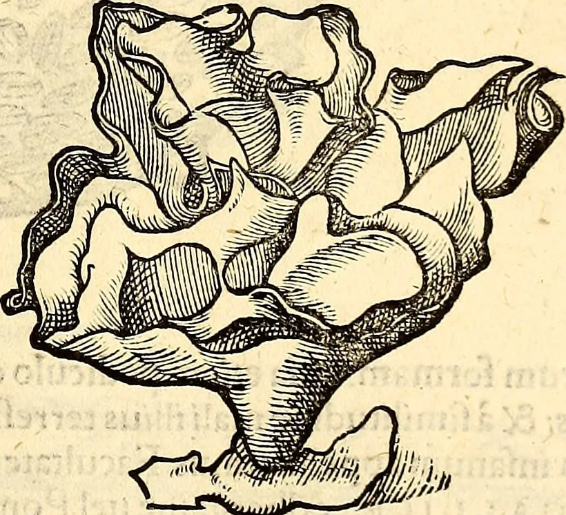 An illustration from Icones animalium quadrupedum uiuiparorum et ouiparorum : quae in Historiae animalium Conradi Gesneri libro I. et II. describuntur, cum nomenclaturis singulorum latinis, graecis, italicis, gallicis, et germanicis plerunque, et aliarum quoque linguarum, certis ordinibus digestae, 1560, leaf 592