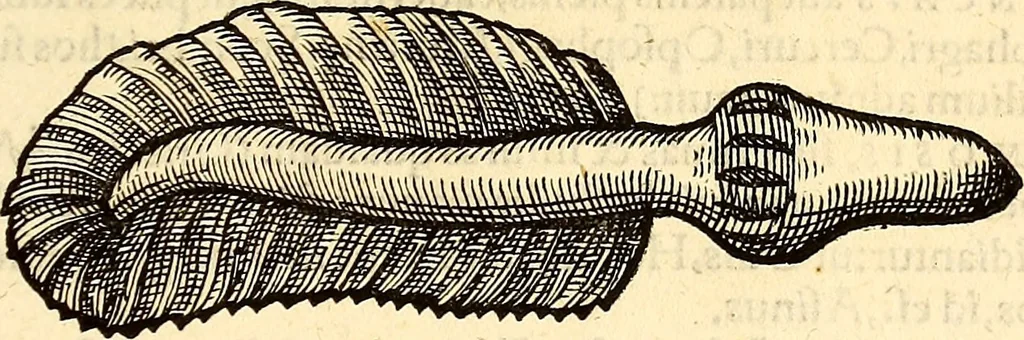 An illustration from Icones animalium quadrupedum uiuiparorum et ouiparorum : quae in Historiae animalium Conradi Gesneri libro I. et II. describuntur, cum nomenclaturis singulorum latinis, graecis, italicis, gallicis, et germanicis plerunque, et aliarum quoque linguarum, certis ordinibus digestae, 1560, leaf 594