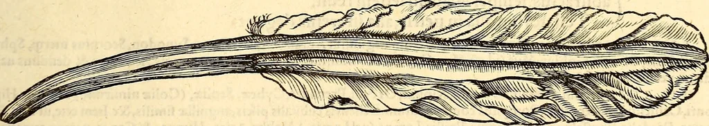 An illustration from Icones animalium quadrupedum uiuiparorum et ouiparorum : quae in Historiae animalium Conradi Gesneri libro I. et II. describuntur, cum nomenclaturis singulorum latinis, graecis, italicis, gallicis, et germanicis plerunque, et aliarum quoque linguarum, certis ordinibus digestae, 1560, leaf 594