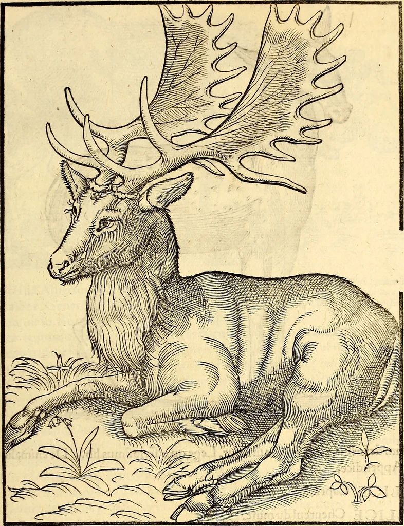 An illustration from Icones animalium quadrupedum uiuiparorum et ouiparorum : quae in Historiae animalium Conradi Gesneri libro I. et II. describuntur, cum nomenclaturis singulorum latinis, graecis, italicis, gallicis, et germanicis plerunque, et aliarum quoque linguarum, certis ordinibus digestae, 1560, leaf 60