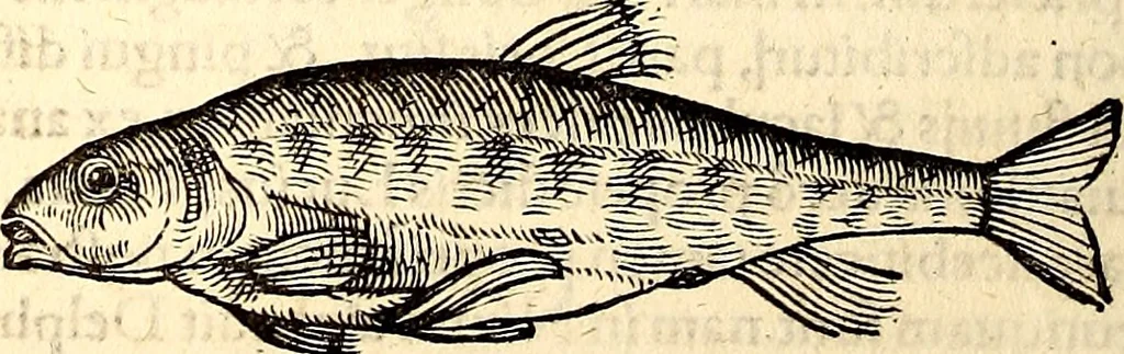 An illustration from Icones animalium quadrupedum uiuiparorum et ouiparorum : quae in Historiae animalium Conradi Gesneri libro I. et II. describuntur, cum nomenclaturis singulorum latinis, graecis, italicis, gallicis, et germanicis plerunque, et aliarum quoque linguarum, certis ordinibus digestae, 1560, leaf 603