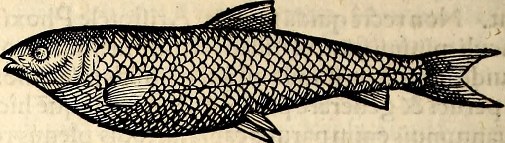 An illustration from Icones animalium quadrupedum uiuiparorum et ouiparorum : quae in Historiae animalium Conradi Gesneri libro I. et II. describuntur, cum nomenclaturis singulorum latinis, graecis, italicis, gallicis, et germanicis plerunque, et aliarum quoque linguarum, certis ordinibus digestae, 1560, leaf 605