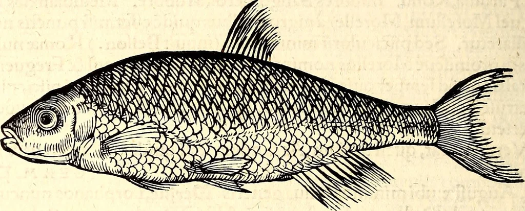 An illustration from Icones animalium quadrupedum uiuiparorum et ouiparorum : quae in Historiae animalium Conradi Gesneri libro I. et II. describuntur, cum nomenclaturis singulorum latinis, graecis, italicis, gallicis, et germanicis plerunque, et aliarum quoque linguarum, certis ordinibus digestae, 1560, leaf 605