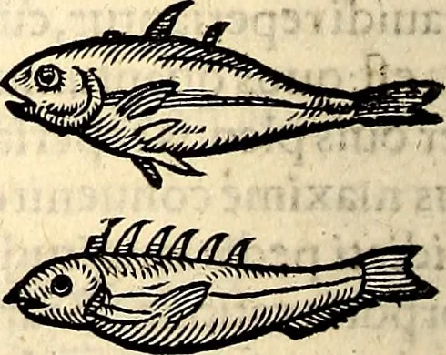 An illustration from Icones animalium quadrupedum uiuiparorum et ouiparorum : quae in Historiae animalium Conradi Gesneri libro I. et II. describuntur, cum nomenclaturis singulorum latinis, graecis, italicis, gallicis, et germanicis plerunque, et aliarum quoque linguarum, certis ordinibus digestae, 1560, leaf 605