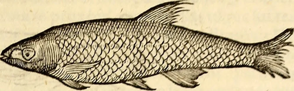 An illustration from Icones animalium quadrupedum uiuiparorum et ouiparorum : quae in Historiae animalium Conradi Gesneri libro I. et II. describuntur, cum nomenclaturis singulorum latinis, graecis, italicis, gallicis, et germanicis plerunque, et aliarum quoque linguarum, certis ordinibus digestae, 1560, leaf 606