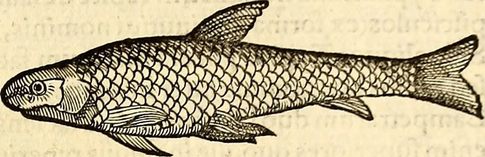 An illustration from Icones animalium quadrupedum uiuiparorum et ouiparorum : quae in Historiae animalium Conradi Gesneri libro I. et II. describuntur, cum nomenclaturis singulorum latinis, graecis, italicis, gallicis, et germanicis plerunque, et aliarum quoque linguarum, certis ordinibus digestae, 1560, leaf 606