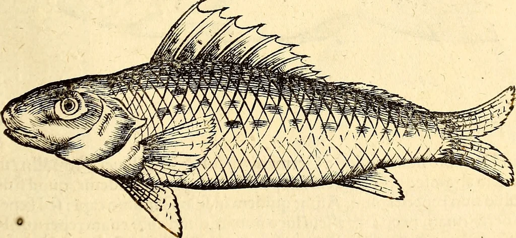An illustration from Icones animalium quadrupedum uiuiparorum et ouiparorum : quae in Historiae animalium Conradi Gesneri libro I. et II. describuntur, cum nomenclaturis singulorum latinis, graecis, italicis, gallicis, et germanicis plerunque, et aliarum quoque linguarum, certis ordinibus digestae, 1560, leaf 608