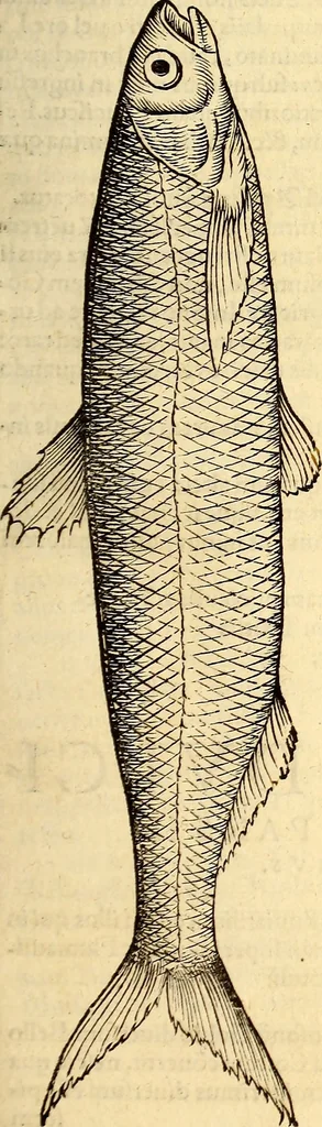 An illustration from Icones animalium quadrupedum uiuiparorum et ouiparorum : quae in Historiae animalium Conradi Gesneri libro I. et II. describuntur, cum nomenclaturis singulorum latinis, graecis, italicis, gallicis, et germanicis plerunque, et aliarum quoque linguarum, certis ordinibus digestae, 1560, leaf 610