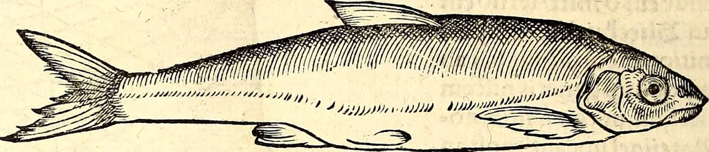 An illustration from Icones animalium quadrupedum uiuiparorum et ouiparorum : quae in Historiae animalium Conradi Gesneri libro I. et II. describuntur, cum nomenclaturis singulorum latinis, graecis, italicis, gallicis, et germanicis plerunque, et aliarum quoque linguarum, certis ordinibus digestae, 1560, leaf 611