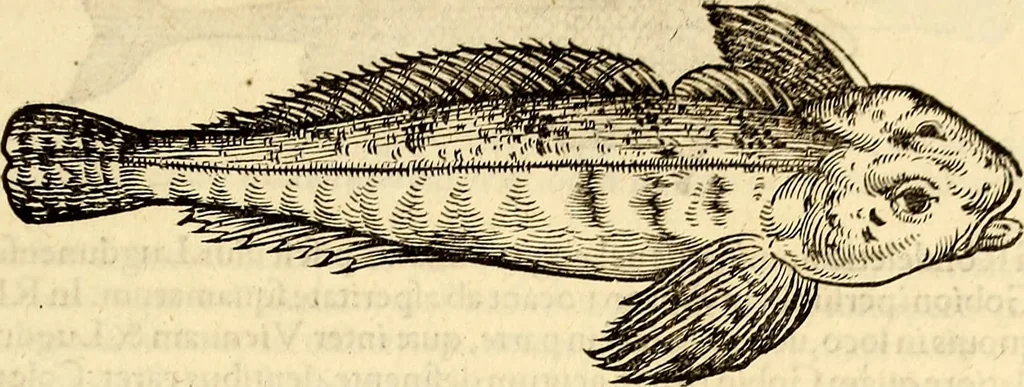 An illustration from Icones animalium quadrupedum uiuiparorum et ouiparorum : quae in Historiae animalium Conradi Gesneri libro I. et II. describuntur, cum nomenclaturis singulorum latinis, graecis, italicis, gallicis, et germanicis plerunque, et aliarum quoque linguarum, certis ordinibus digestae, 1560, leaf 612