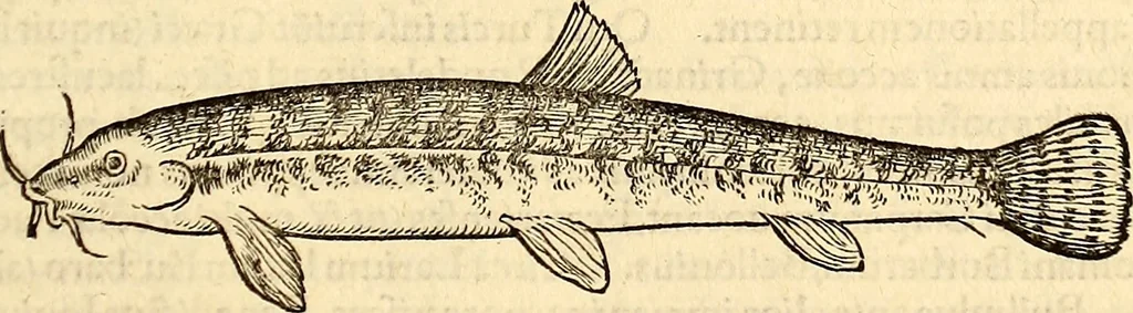 An illustration from Icones animalium quadrupedum uiuiparorum et ouiparorum : quae in Historiae animalium Conradi Gesneri libro I. et II. describuntur, cum nomenclaturis singulorum latinis, graecis, italicis, gallicis, et germanicis plerunque, et aliarum quoque linguarum, certis ordinibus digestae, 1560, leaf 614