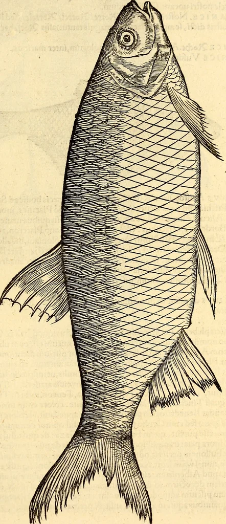An illustration from Icones animalium quadrupedum uiuiparorum et ouiparorum : quae in Historiae animalium Conradi Gesneri libro I. et II. describuntur, cum nomenclaturis singulorum latinis, graecis, italicis, gallicis, et germanicis plerunque, et aliarum quoque linguarum, certis ordinibus digestae, 1560, leaf 620