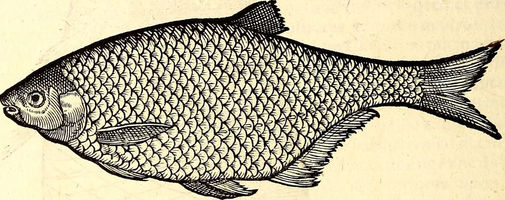 An illustration from Icones animalium quadrupedum uiuiparorum et ouiparorum : quae in Historiae animalium Conradi Gesneri libro I. et II. describuntur, cum nomenclaturis singulorum latinis, graecis, italicis, gallicis, et germanicis plerunque, et aliarum quoque linguarum, certis ordinibus digestae, 1560, leaf 621