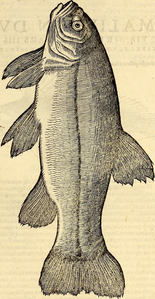An illustration from Icones animalium quadrupedum uiuiparorum et ouiparorum : quae in Historiae animalium Conradi Gesneri libro I. et II. describuntur, cum nomenclaturis singulorum latinis, graecis, italicis, gallicis, et germanicis plerunque, et aliarum quoque linguarum, certis ordinibus digestae, 1560, leaf 622