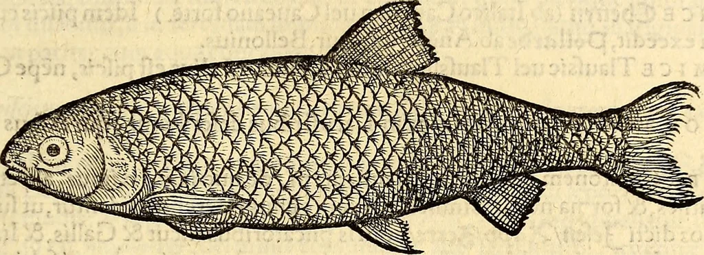 An illustration from Icones animalium quadrupedum uiuiparorum et ouiparorum : quae in Historiae animalium Conradi Gesneri libro I. et II. describuntur, cum nomenclaturis singulorum latinis, graecis, italicis, gallicis, et germanicis plerunque, et aliarum quoque linguarum, certis ordinibus digestae, 1560, leaf 624