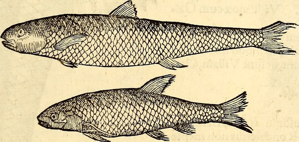 An illustration from Icones animalium quadrupedum uiuiparorum et ouiparorum : quae in Historiae animalium Conradi Gesneri libro I. et II. describuntur, cum nomenclaturis singulorum latinis, graecis, italicis, gallicis, et germanicis plerunque, et aliarum quoque linguarum, certis ordinibus digestae, 1560, leaf 626