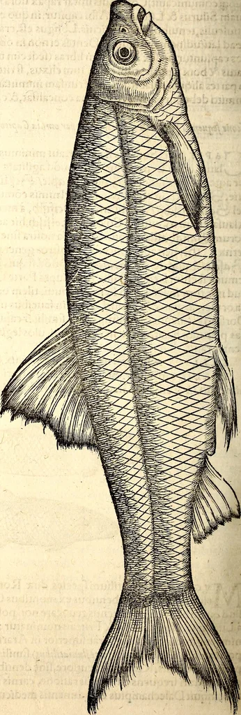 An illustration from Icones animalium quadrupedum uiuiparorum et ouiparorum : quae in Historiae animalium Conradi Gesneri libro I. et II. describuntur, cum nomenclaturis singulorum latinis, graecis, italicis, gallicis, et germanicis plerunque, et aliarum quoque linguarum, certis ordinibus digestae, 1560, leaf 627