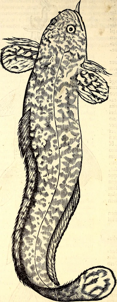 An illustration from Icones animalium quadrupedum uiuiparorum et ouiparorum : quae in Historiae animalium Conradi Gesneri libro I. et II. describuntur, cum nomenclaturis singulorum latinis, graecis, italicis, gallicis, et germanicis plerunque, et aliarum quoque linguarum, certis ordinibus digestae, 1560, leaf 629