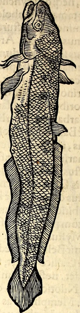 An illustration from Icones animalium quadrupedum uiuiparorum et ouiparorum : quae in Historiae animalium Conradi Gesneri libro I. et II. describuntur, cum nomenclaturis singulorum latinis, graecis, italicis, gallicis, et germanicis plerunque, et aliarum quoque linguarum, certis ordinibus digestae, 1560, leaf 629