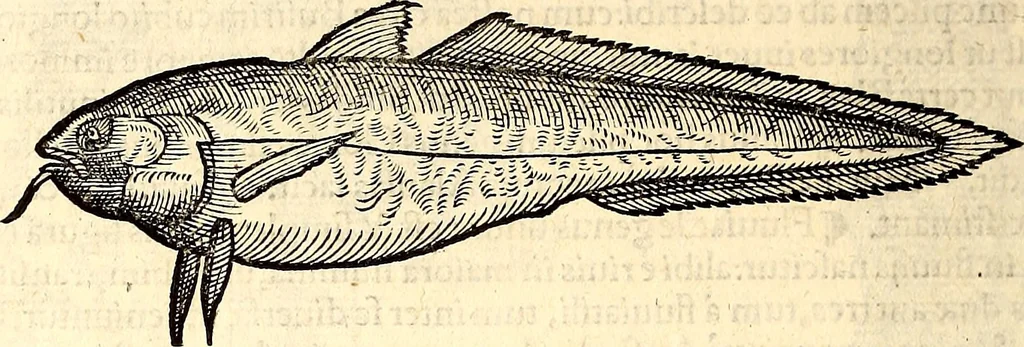 An illustration from Icones animalium quadrupedum uiuiparorum et ouiparorum : quae in Historiae animalium Conradi Gesneri libro I. et II. describuntur, cum nomenclaturis singulorum latinis, graecis, italicis, gallicis, et germanicis plerunque, et aliarum quoque linguarum, certis ordinibus digestae, 1560, leaf 631