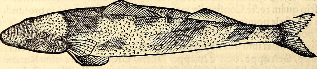 An illustration from Icones animalium quadrupedum uiuiparorum et ouiparorum : quae in Historiae animalium Conradi Gesneri libro I. et II. describuntur, cum nomenclaturis singulorum latinis, graecis, italicis, gallicis, et germanicis plerunque, et aliarum quoque linguarum, certis ordinibus digestae, 1560, leaf 631