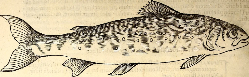 An illustration from Icones animalium quadrupedum uiuiparorum et ouiparorum : quae in Historiae animalium Conradi Gesneri libro I. et II. describuntur, cum nomenclaturis singulorum latinis, graecis, italicis, gallicis, et germanicis plerunque, et aliarum quoque linguarum, certis ordinibus digestae, 1560, leaf 633