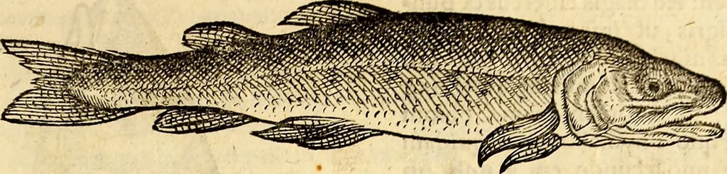 An illustration from Icones animalium quadrupedum uiuiparorum et ouiparorum : quae in Historiae animalium Conradi Gesneri libro I. et II. describuntur, cum nomenclaturis singulorum latinis, graecis, italicis, gallicis, et germanicis plerunque, et aliarum quoque linguarum, certis ordinibus digestae, 1560, leaf 634